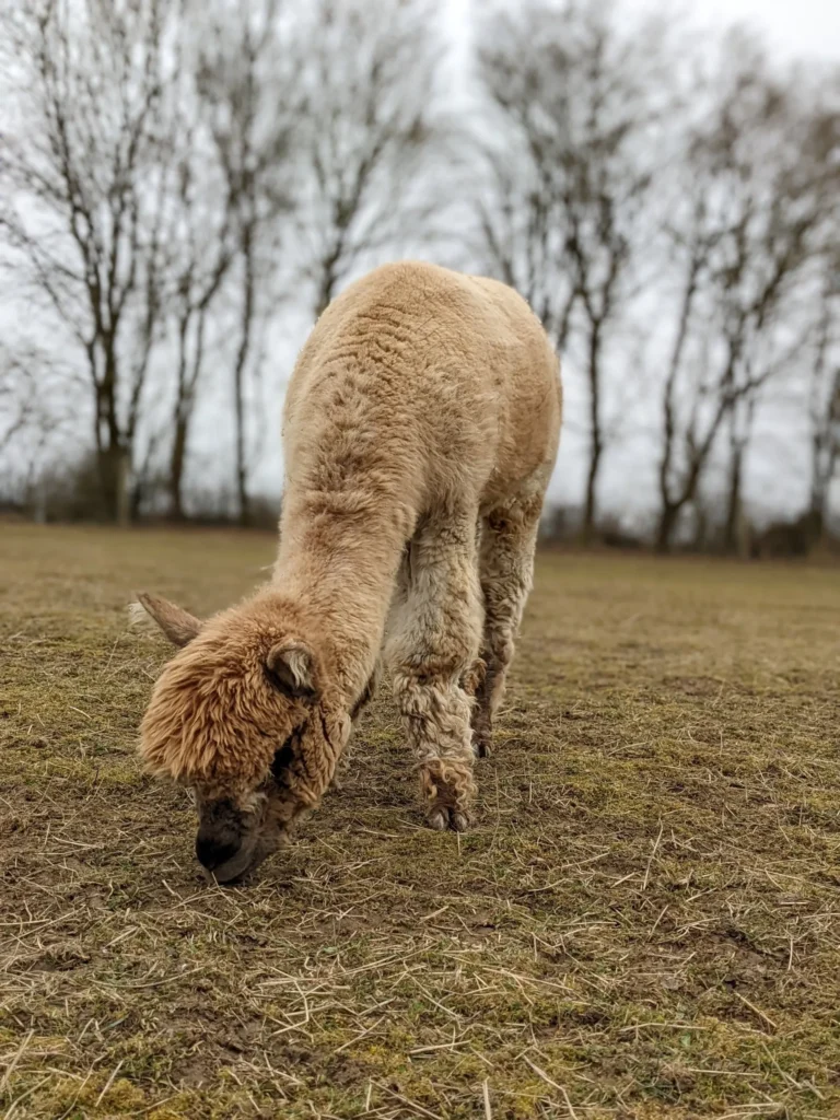 Das Bild zeigt ein Alpaka mit weichem, hellbraunem Fell. Sein Kopf ist leicht zur Seite geneigt, und es blickt mit großen, dunklen Augen direkt in die Kamera. Der Hintergrund ist unscharf und wirkt natürlich.